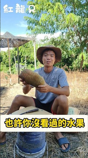 也許你沒看過的水果 榴槤蜜 波羅蜜的親戚 好吃 #紅龍兄
