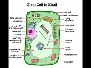 Plant Cell Structure And Function in Hindi (पादप कोशिका हिंदी में)
