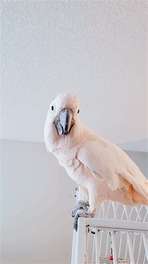 1K views · 219 reactions | Life with a Moluccan. Loud to quiet in a split second. #MangoTheMoluccan | Max the Moluccan | Facebook