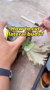 How to cut the lateral buds? 拆龍骨芽三寶 筆刀 鑷子 剪刀 Dismantling the lateral buds three essentials: Penknife, tweezers, scissors. | 12th oasis 十二田植栽