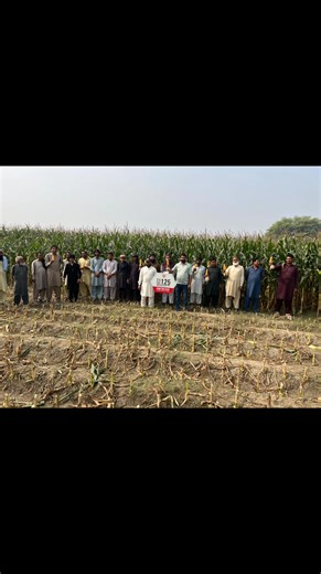 39 reactions | ALLHMDULILLHA Field day IS-125 Qaim Pur Thanks to All progressive farmers for participating Thanks to positive feedback of dear growers Hybrid Autumn 葉 Hybrid Corn  | Hafiz Abdul Shakoor Khokhar | Facebook