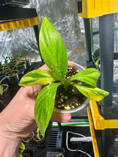 Musa Cavendish , Musa Variegated, Green With Yellow # 2 - Etsy