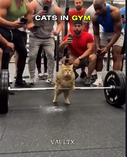 Cats at the Gym 💪 #trollface #viral #edits