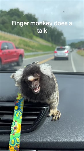 Monkenese: The Fascinating World of Marmoset Monkeys