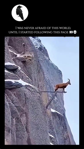 The mountain goat (Oreamnos americanus) is a sure-footed master of the vertical world, primarily inhabiting the rugged alpine and subalpine regions of North America, from Alaska and the Yukon down into the Rocky Mountains. Despite its name, it is not a