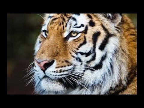 WILD.EL TIGRE DE SIBERIA DOCUMENTAL