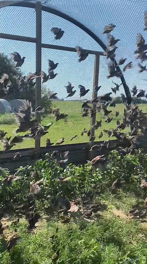 Busy day with birds! #quail #bobwhitequail #quailtok #rellimoutdoors #birdtok #oklahomaquail #quailfarm #birdfarm #upland #hunting #quailoftiktok #gamebirds #oklahomauplandking #fyp #foryoupage