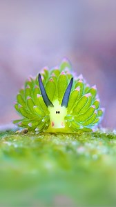 Leaf Sheep ✨ This Ocean CUTIE Is Real! #leafsheep #seacreatures #oceancreatures #sealife #oceanlife | 1 Minute Animals