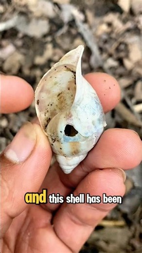 THE SLOW END: Time's Final Victory Over The Armor! #Shells #NatGeo #Wilderness