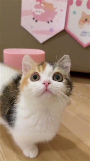 I Raised a TALKING TOY?! 😹 This Calico Kitten is the Cutest Alarm Clock!