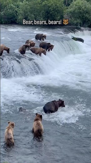 🐻 Bear Paradise! Watch grizzly bears fishing at Katmai National Park, Alaska! 🌊🐟