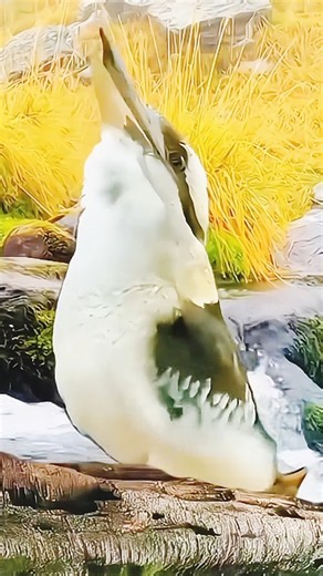 birds amazing sounds #birds #animals #birdsounds #viralvideo