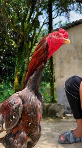 81K views · 3K reactions | Java Aseel on Reels | Facebook