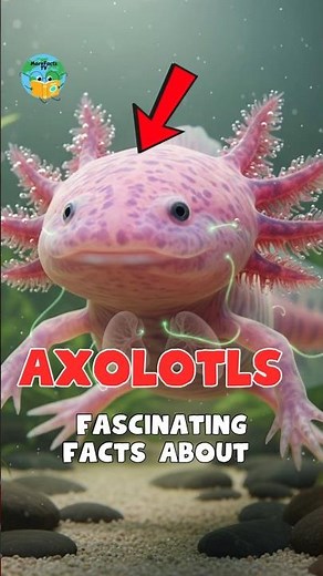 INTERESTING FACTS About Axolotls #facts #interestingfacts