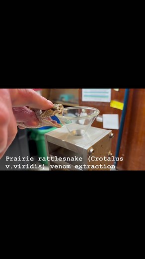 Kentucky Reptile Zoo on Reels