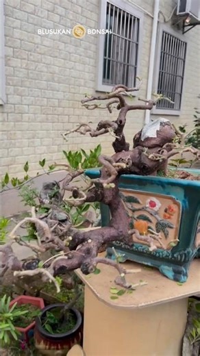 Easy care of Lingnan Penjing mountain orange #bonsai #bonsaitree #caraperawatanbonsai