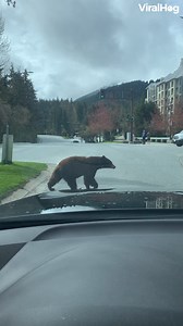 389K views · 8.7K reactions | When nature calls... 路‍♂️ #viralhog #bear #canada | ViralHog | Facebook