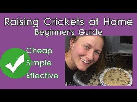 How to Raise Crickets at Home | Basic, Cheap Set-Up | Breed Your Own Crickets & Save Money