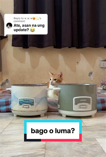 Bago o Luma? Piliin ang Paborito ng Pusang Ginger