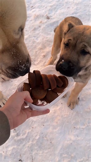 Nate Petroski on Instagram: "Ways to keep the ice down on the slopes #narrowayhomestead #offgrid #woodash #coffeegrounds #deicer #slipperyslope"
