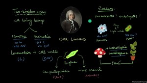 Systems of Classification