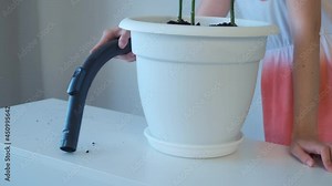 Woman is vacuuming dirty soil on white table after trasplanting plants in flower pot at home. Flower growing, care and maintenance, gardening cocnept. Mess and dirt. Growing roses. Stock Video