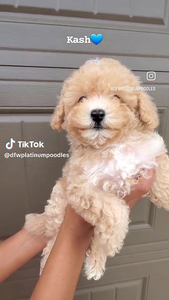 #apricottoypoodles #apricotpoodle #toypoodlesoftiktok #dogmom ##poodlelover #dfwplatinumpoodles💞 #texastoypoodles #dogsoftiktok #toypoodlepuppy #dallas