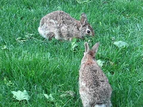 Bunnies Hopping