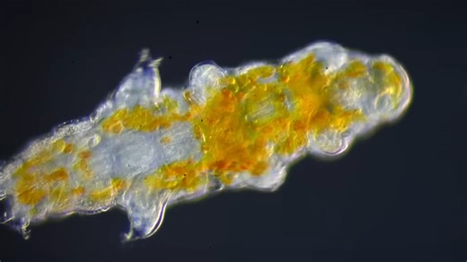 What makes water bears nearly indestructible – survival beyond space