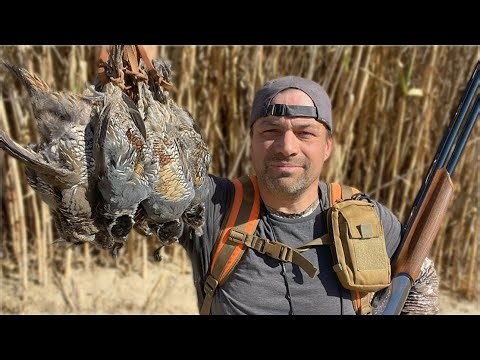 Hunting California QUAIL in a Bamboo Riverbed