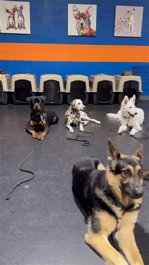 21 reactions | Quiet Time at Puppy Boot Camp!  obedience training teaches control. The pups learn when they can play and when they need to be under control and remain calm and quiet. This does not happen automatically. It requires training. Call or text 570-592-8588 ￼￼￼￼ | Simplistic Dog Training LLC | Facebook