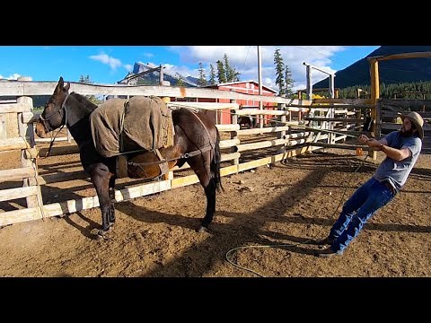 How To Pack A Mule | Diamond Hitch