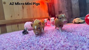 www.azmicrominipigs.com #minipigs #arizona #farm #pig #piglets | AZ Micro Mini Pigs