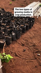 65 reactions · 10 comments | The two types of growing media in crop production. Soil and Soilless.(Rice husk) #eyiaprestige #soillessfarmlab #youthinagriculture #farmergirl #InnovationInAction | Marvy Onuoha | Facebook