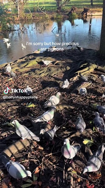 Their lil happy coos 😭🐦 Pigeons | Pigeon Tok | Birds | Wildlife #pigeon #pigeons #pigeontok