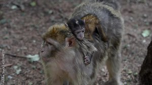 A baby macaque is carried by its mother in search of food