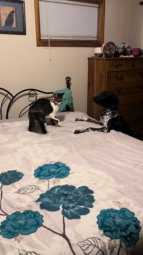 A RARR…. #gspoftheday #gspoftiktok #fyp #gsplife #gspandcat