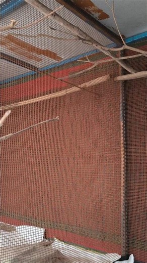 Finches setup 2026 zebra finch new setup @Charanjitkhapare