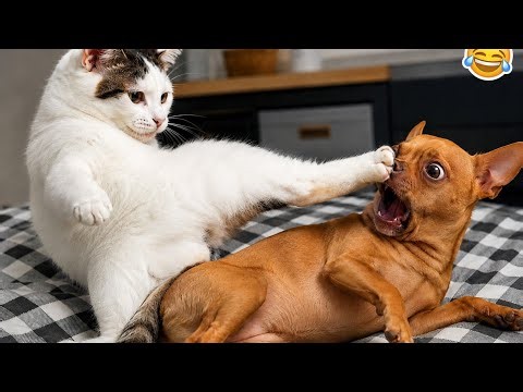 🤣 Funny Cats & Dogs 😂 1 Hour of the Funniest Animal Videos 2026,Pawsome Clips24
