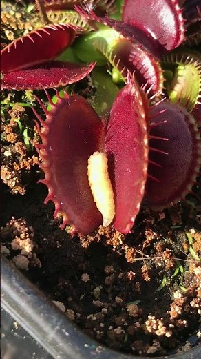 CARNOVOROUS PLANTS USA 🇺🇸 how they work, terrarium, insects