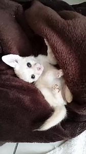 baby Fennec fox | Pushing the little buttons on a soft drink cup lid