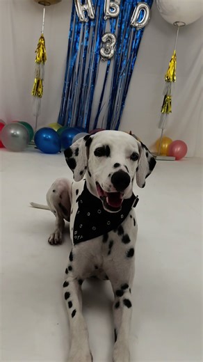 Happy Birthday Celebration for a Dalmatian Dog