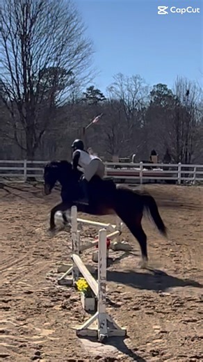 Baby Daisy today! 🤎