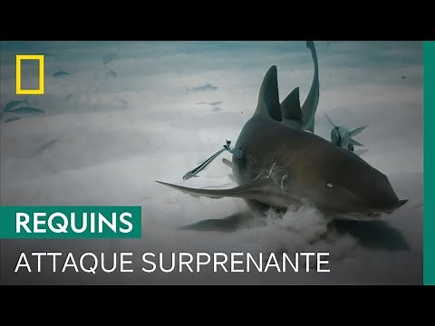 Attaque inhabituelle d'un requin nourrice atlantique