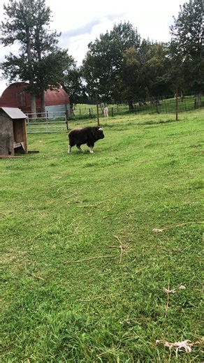 Intruder alert! There is an alien musk ox spotted on the musk ox farm and only Detective Phyllis is brave enough to sniff-spect the specimen! Upon closer oxservation, Phyllis realized it is actually a musk ox themed enrichment treat! The farm staff have it on good authority that Phyllis and the Weasels "destroyed the fake musk ox" and they did so under the cover of darkness!! Thanks Phyllis & the Weasels for keeping the Musk Ox farm safe! #muskox #Alaska #phyllis #theweasels #alienmuskox | The M