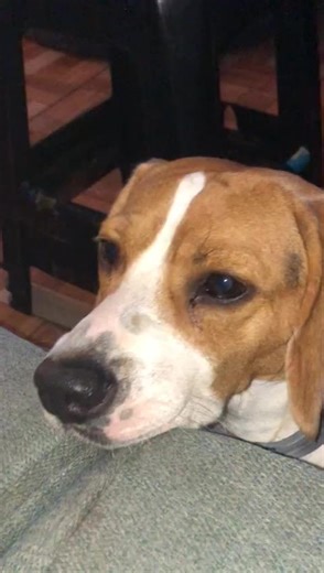 #thorelbeagle #beagleperú #BeagleThorPeru #doglover #beagle #Robotindelperu @Pancho Cavero @ROBOTIN DEL PERU @Dayanitashow2 @Ale Saavedra @Martin Alejandro Saa @mayra.268899
