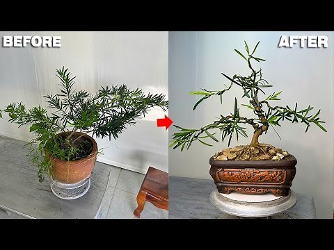 The process of transforming a bonsai pine tree (Podocarpus macrophyllus) into a more beautiful one