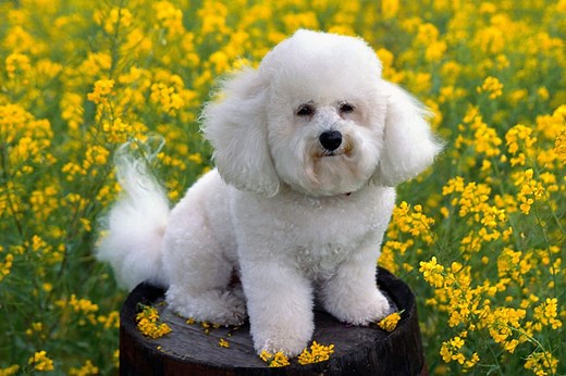 Bichon Frise for Sale | Puppies | Pawrade.com