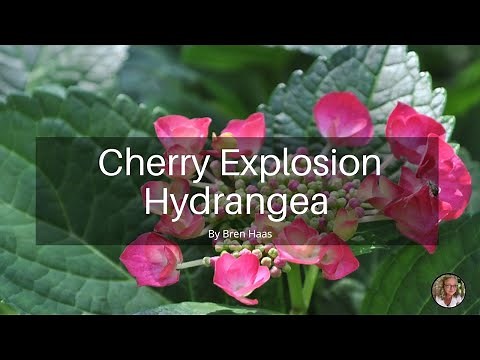 Cherry Explosion Hydrangea Review