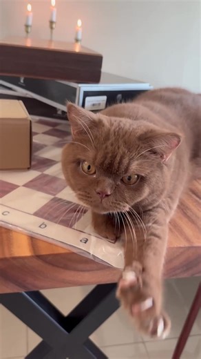 Trying the new cat chess opening move 🐈 ♟️#chess #chessopening #chessstrategy #learnchess #chessgame #cat #catlovers #gukesh #magnuscarlsen #chessgrandmaster #chessdistrict #chesslessons #chessboard #chesscourse #chessset #ajedrez #checkmate #шахматыдубай #шахматы #chessclub #dubaichessclub #dubaichess